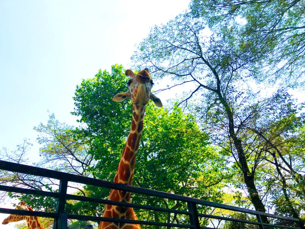 宇都宮動物園のキリン