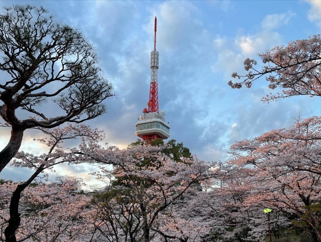 八幡山公園の桜