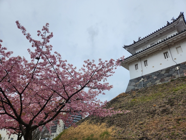宇都宮城址公園の桜