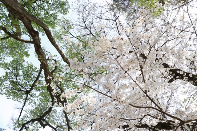 八幡山公園の桜