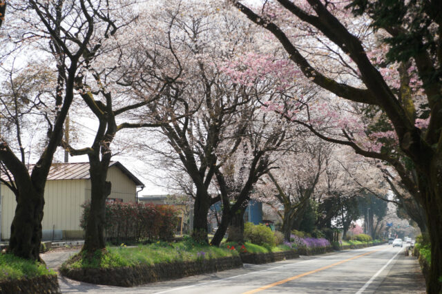 日光街道桜並木