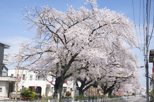 宇都宮市の新川桜並木