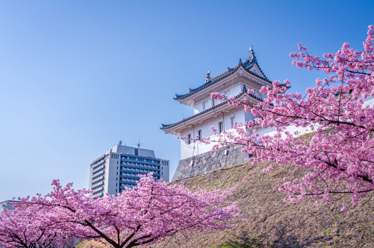 宇都宮城址公園と桜