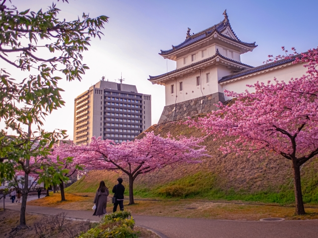 宇都宮城址公園と桜