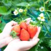 いちご狩りを楽しむ女性の手元