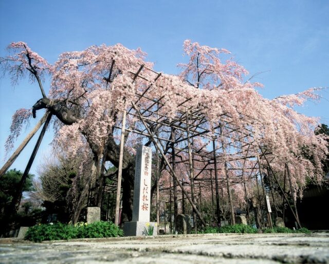 宇都宮の祥雲寺の桜（しだれ桜）