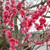 満開の梅の花