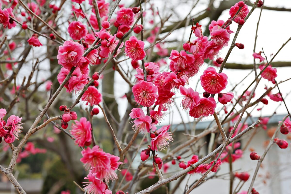 満開の梅の花