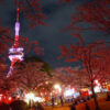 八幡山公園の夜桜ライトアップ