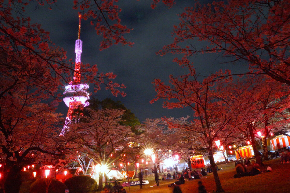 八幡山公園の夜桜ライトアップ