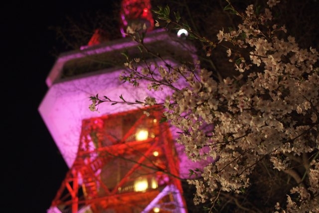 八幡山公園の夜桜（宇都宮タワーと夜桜）