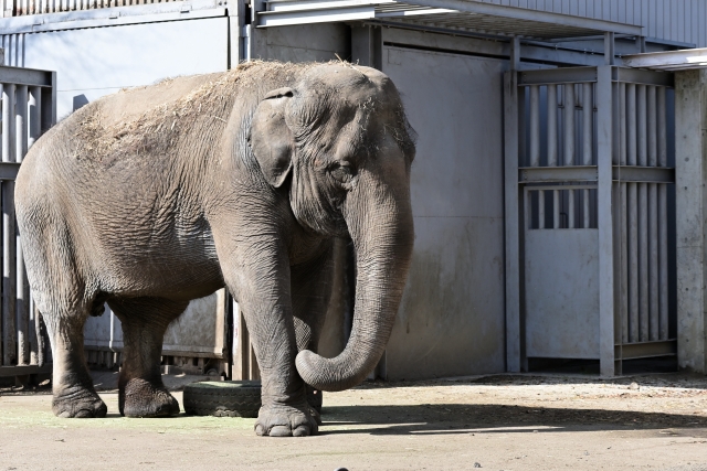 宇都宮動物園のゾウ