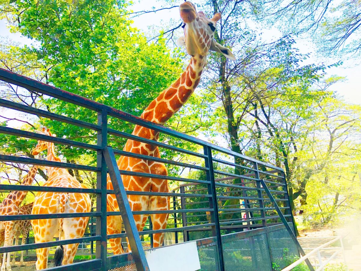 宇都宮動物園のキリン