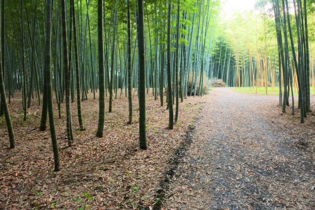 若竹の杜 若山農場